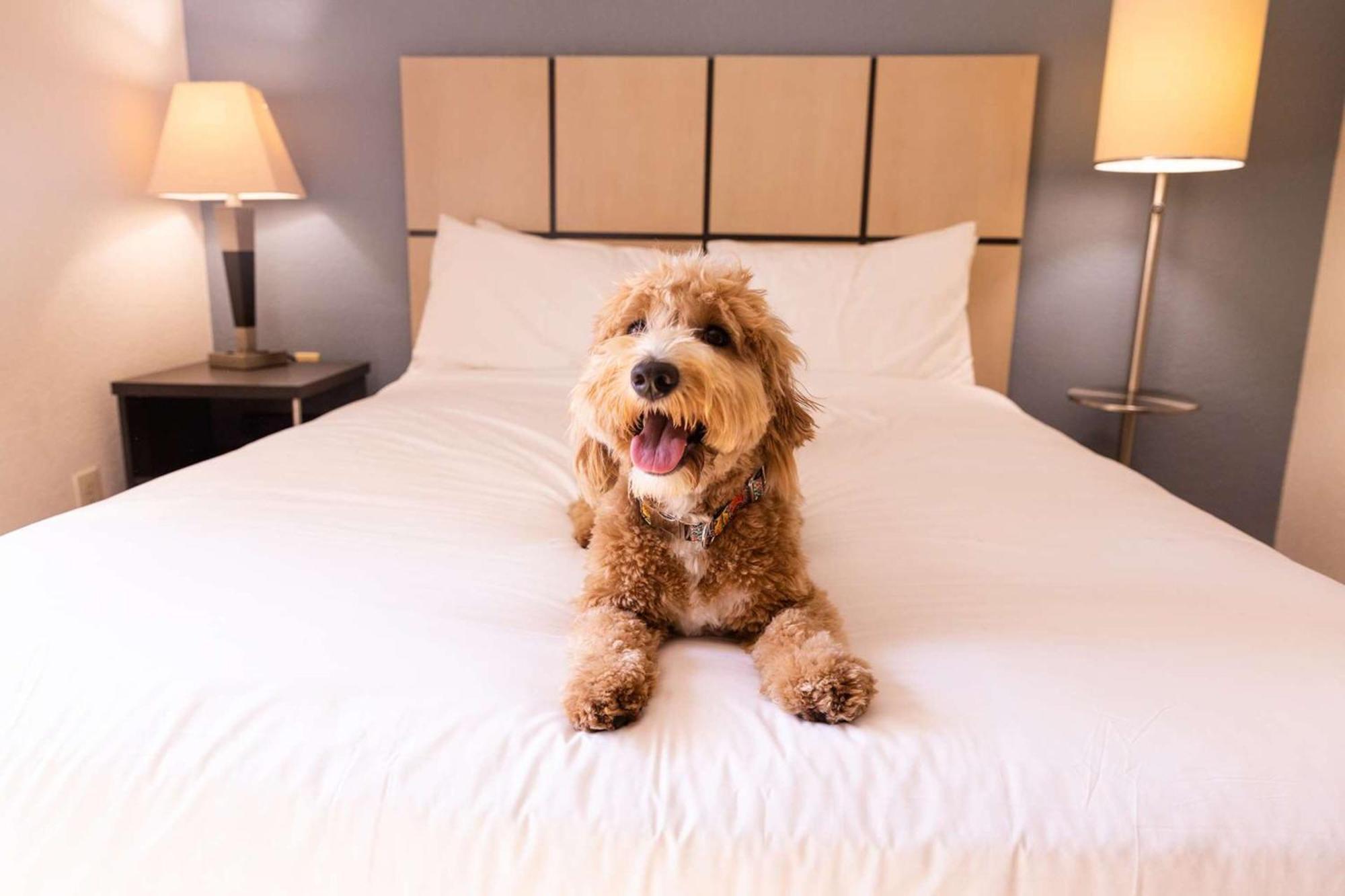 Sonesta Simply Suites Dallas Galleria Zewnętrze zdjęcie